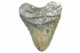 Fossil Megalodon Tooth - North Carolina #363750-1